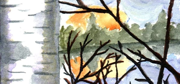 A watercolor painting of a birch tree by a lake with the sun setting behind some trees. 