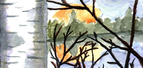 A watercolor painting of a birch tree by a lake with the sun setting behind some trees. 