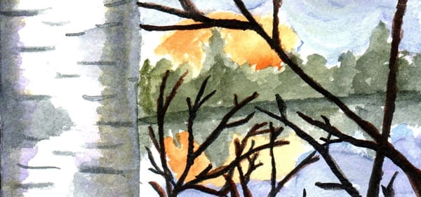 A watercolor painting of a birch tree by a lake with the sun setting behind some trees. 