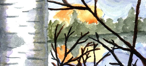 A watercolor painting of a birch tree by a lake with the sun setting behind some trees. 