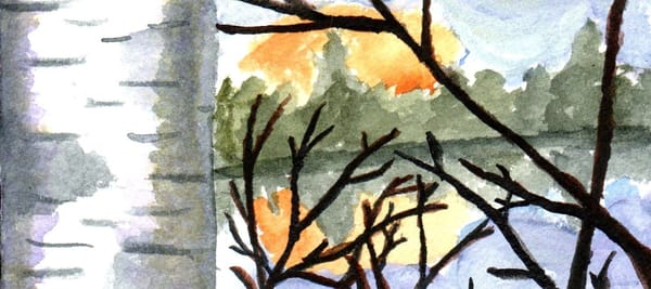 A watercolor painting of a birch tree by a lake with the sun setting behind some trees. 