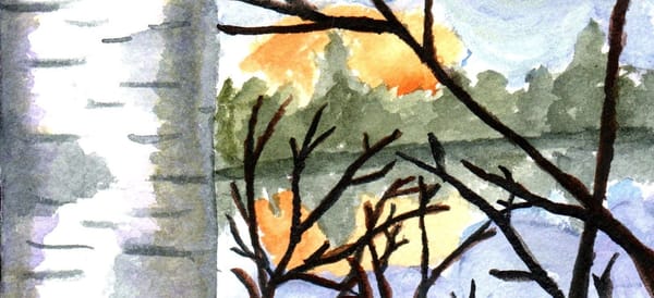 A watercolor painting of a birch tree by a lake with the sun setting behind some trees. 